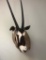 GEMSBOK SH MT TAXIDERMY