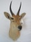 REEDBUCK SH MT TAXIDERMY