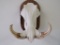 Warthog Skull on Plaque TAXIDERMY