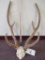 Axis Antlers in Velvet on Skull & Plaque TAXIDERMY