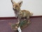 Lifesize Fox on Base TAXIDERMY