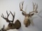 2 Older Mule Deer Sh Mts (2X$) TAXIDERMY