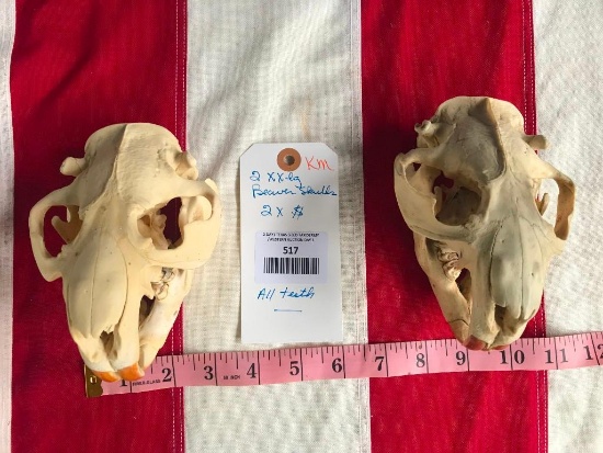 Two XX Large Beaver full skulls - All teeth = Great oddity Taxidermy ---2 x $