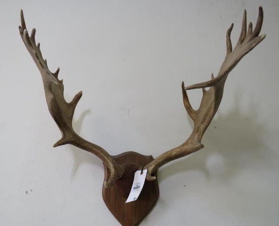 Fallow Deer Antlers on Plaque TAXIDERMY