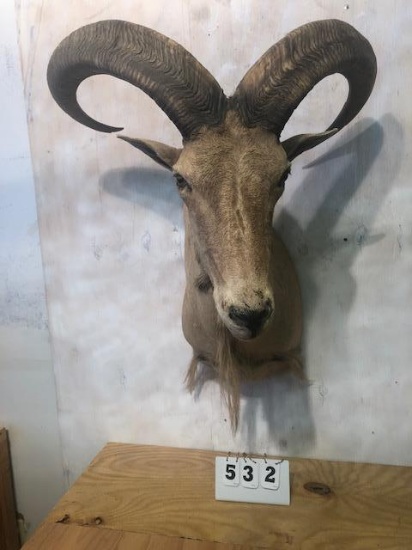 AOUDAD SH MT TAXIDERMY