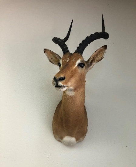 IMPALA SH MT TAXIDERMY