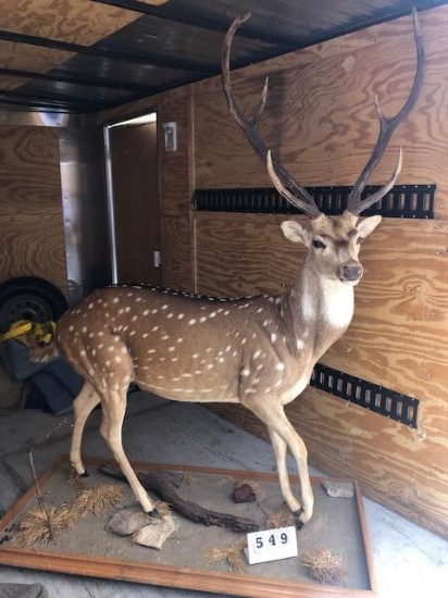 LIFESIZE AXIS DEER TAXIDERMY
