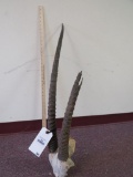 Scimitar Horn Oryx Euro w/Broken Horn TAXIDERMY