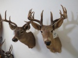 2 Old Whitetail Sh Mts (2x$)