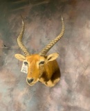 Kafue Lechwe Sh Mt TAXIDERMY