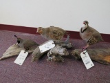 3 Lifesize Birds on Wood Pieces (3x$) TAXIDERMY