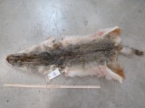 COYOTE HIDE TAXIDERMY