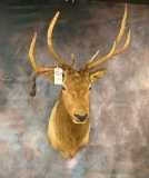 Elk Sh Mt TAXIDERMY