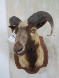 Corsican Sheep Sh Mt on Plaque TAXIDERMY