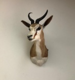 SPRINGBOK SH MT TAXIDERMY