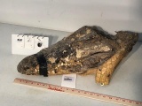 CROCODILE SKULL W/SKIN ON *TX RESIDENTS ONLY*