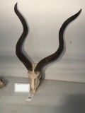 KUDU HORNS ON SKULL TAXIDERMY