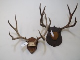 2 Mule Deer Racks on Plaques (2x$) TAXIDERMY