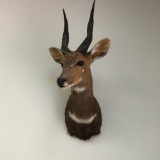 BUSHBUCK SH MT TAXIDERMY