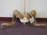 Corsican Sheep Horns Euro TAXIDERMY