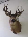 COLUMBIAN BLACKTAIL Sh Mt TAXIDERMY