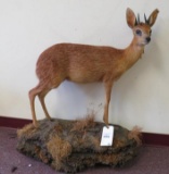 Lifesize Grysbok on Base TAXIDERMY