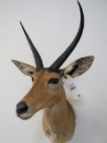 Reedbuck Sh Mt TAXIDERMY