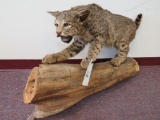 Bobcat on Log Wall Mt TAXIDERMY