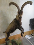 Lifesize Spanish Ibex on Base TAXIDERMY