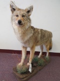 Lifesize Fox on Base TAXIDERMY