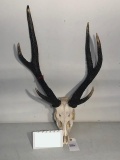 RUSSA DEER SKULL W/HORNS TAXIDERMY