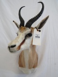 SPRINGBOK SH MT TAXIDERMY