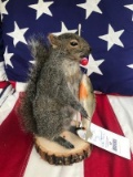 New FISHING GREY SQUIRREL , with a Fish, Taxidermy mount