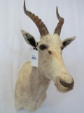 WHITE BLESBOK SH MT TAXIDERMY