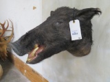 Hog Sh Mt TAXIDERMY