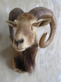 Corsican Sheep Sh Mt TAXIDERMY