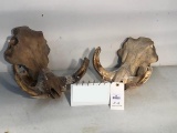 2 WARTHOG SKULLS (2x$)