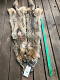 Two Beautifully tanned XX LG COYOTE hides-fur-skins , New Taxidermy = 2 x $