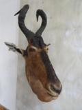 Red Hartebeest Sh Mt TAXIDERMY