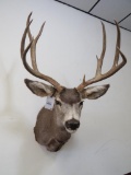 Mule Deer Sh Mt TAXIDERMY