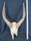 REALLY AWESOME BONGO HORNS ON HALF SKULL TAXIDERMY