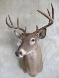 Whitetail Sh Mt TAXIDERMY