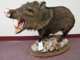 Lifesize Javalina on Base TAXIDERMY