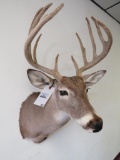 Whitetail Sh Mt TAXIDERMY