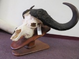 SUPER NICE Cape Buffalo Skull on Plaque TAXIDERMY