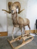 REALLY NICE Lifesize High Altai Argali on Base *TX RESIDENTS ONLY*TAXIDERMY