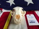 XXLG. Beautiful COUGAR/MTN. LION full Skull, all teeth, 7 1/2 inches long x 5 inches wide Great Oddi