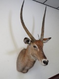 Waterbuck Sh Mt TAXIDERMY