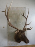 XL Elk Sh Mt TAXIDERMY