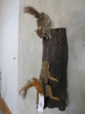 SUPER CUTE 2 Squirrels on Log TAXIDERMY